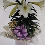 Easter lily potted plant
