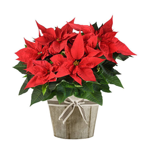 poinsettia