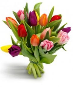 Assorted colors tulips premium