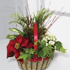 Christmas Premium Planter