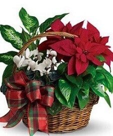 Poinsettia Planter