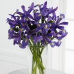 irises blue
