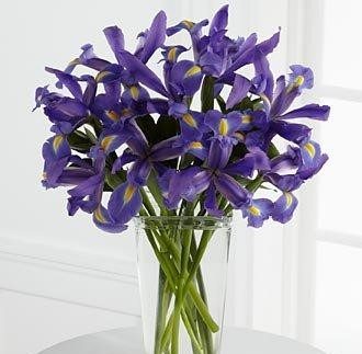irises blue etc