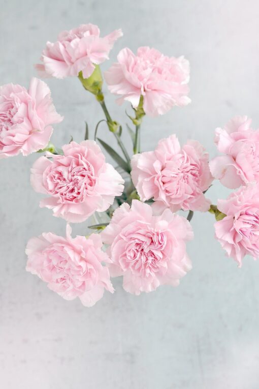 Lovely Carnations Vased