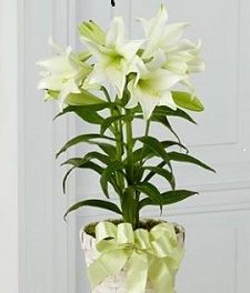 Easter Lily