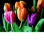 Cut Tulips Bouquet