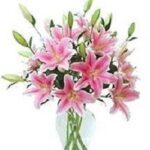 pink stargazer lily