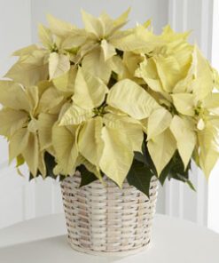 Poinsetta White Large