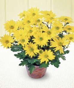Potted Chrysanthemum