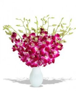 Purple Orchids