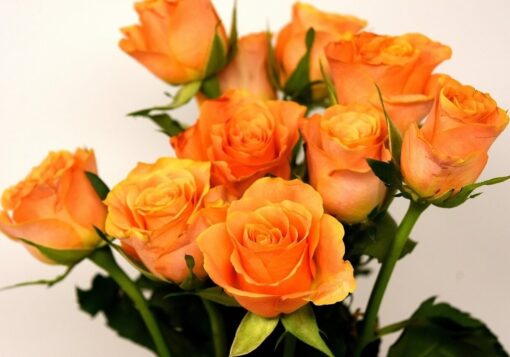 Roses Orange 12