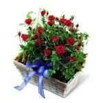 Roses