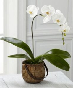 White Phalaenopsis Orchid