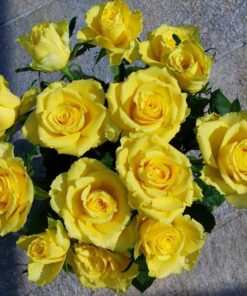 Yellow Rose Bouquet